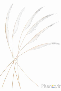 Fagiano freccia - 60-70 cm - bianco-crema